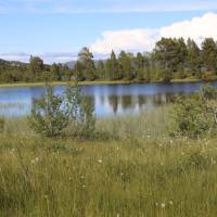 Ustedalsfjorden and cotton grass | John Millen