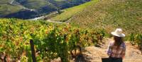 Vineyards above the Douro Valley