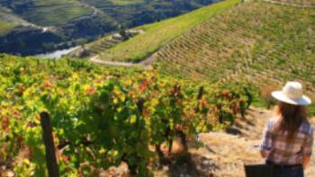 Vineyards above the Douro Valley