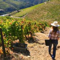 Vineyards above the Douro Valley