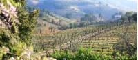 Walking through the vineyards near Vilarinho