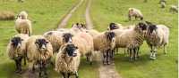 A Flock of Swaledale Sheep | Pete Stuart