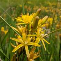 English wildflowers in summer | Jon Millen