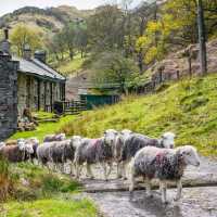Herdwick sheep at a local farm in England's Lake District | John Hodgson