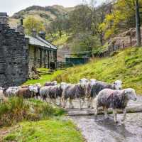 Herdwick sheep at a local farm in England's Lake District | John Hodgson