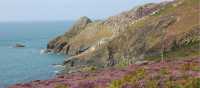 Heather and cliffs, near St. Davids | John Millen
