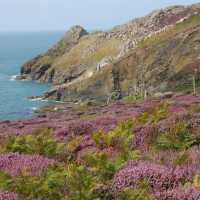 Heather and cliffs, near St. Davids | John Millen