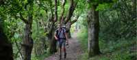 Woodland walking near Barafundle | John Millen