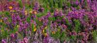 Heather, Ling and Gorse | John Millen