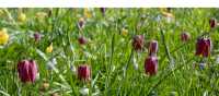 Snake's Head Fritillary Meadow, Oxford | Shutterstock