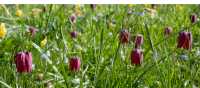Snake's Head Fritillary Meadow, Oxford | Shutterstock