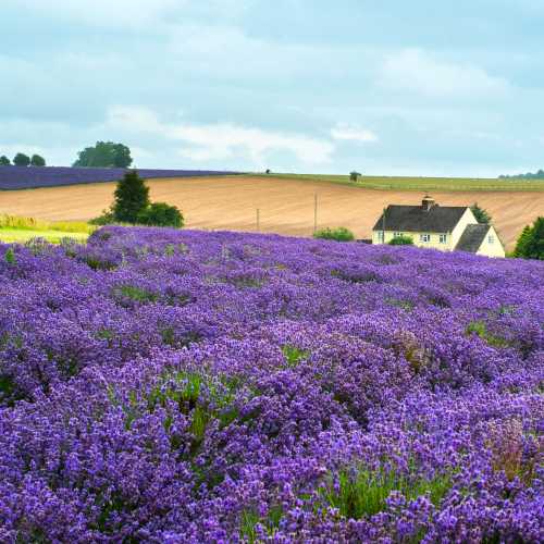 Snowshill lavender fields, near Broadway at the heart of the Cotswolds in England