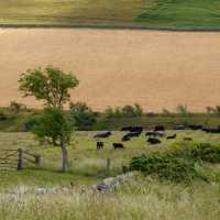 Cattle in field | Martin Strasmore