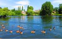 Ducks soaking up a wonderfully sunny day in England |  John Millen