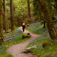 Walking amongst the Bluebells | Simone Salvatore