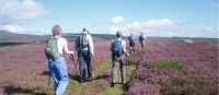 Walking through heather on the Wicklow Way