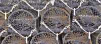 Lobster nets in Cornwall | ShepherdBusinessSupport