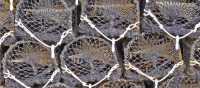 Lobster nets in Cornwall | ShepherdBusinessSupport