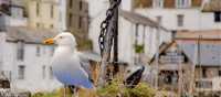 A seagull overlooking it all in Polperro, Cornwall | Sekau67