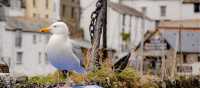 A seagull overlooking it all in Polperro, Cornwall | Sekau67