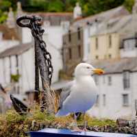 A seagull overlooking it all in Polperro, Cornwall | Sekau67