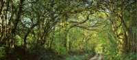 Shaded forest tracks along the South West Coast Path in Cornwall & Devon | jplenio