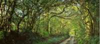 Shaded forest tracks along the South West Coast Path in Cornwall & Devon | jplenio