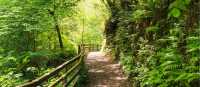Woodland trail in Glenariff, Antrim Glens | Stefan Schnebelt