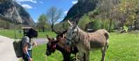 A hiker greets a bunch of Swiss/Italian donkeys on the Via Spluga