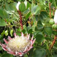Protea flowers flourish in Tenerfe