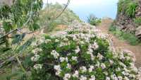 Coastal paths on Tenerife