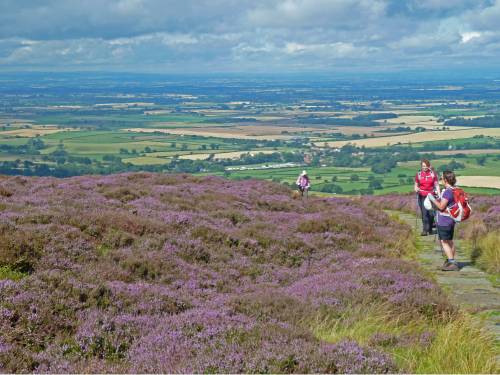 Hikers on the Coast to Coast, surrounded by colourful heather |  John Millen