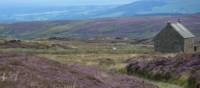 On our walk we met some sheep grazing on the moors | John Millen