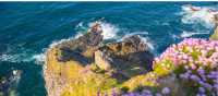 Gannets taking it all in at Troup Head Nature Reserve, Scotland
