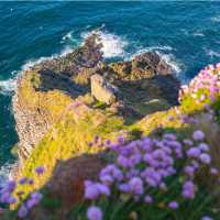 Gannets taking it all in at Troup Head Nature Reserve, Scotland