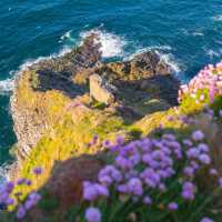 Gannets taking it all in at Troup Head Nature Reserve, Scotland