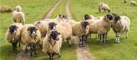 A Flock of Swaledale Sheep | Pete Stuart