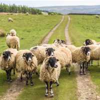 A Flock of Swaledale Sheep | Pete Stuart