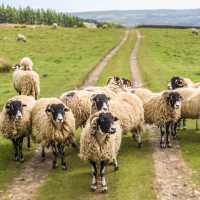 A Flock of Swaledale Sheep | Pete Stuart