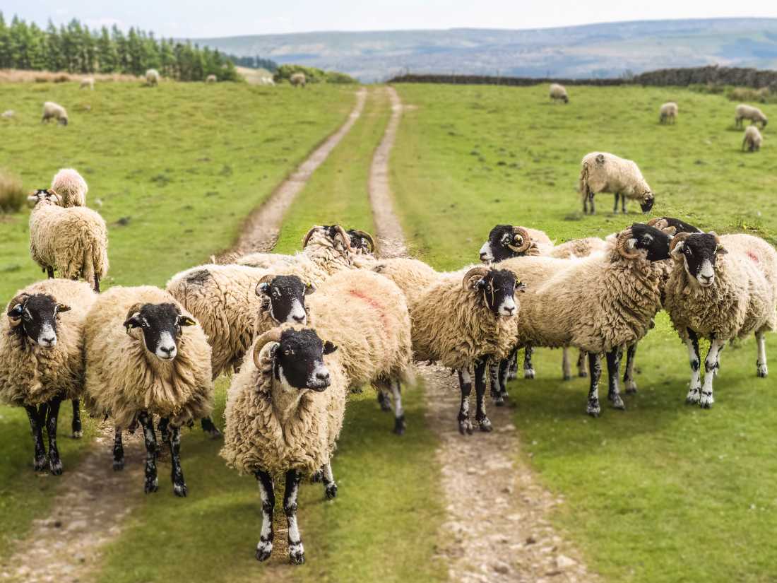 A Flock of Swaledale Sheep |  Pete Stuart