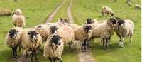 A Flock of Swaledale Sheep | Pete Stuart