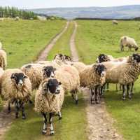 A Flock of Swaledale Sheep | Pete Stuart