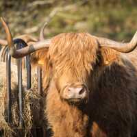 The hairy Highland Cow | Visit Scotland