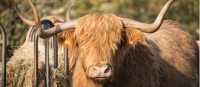 The hairy Highland Cow | Visit Scotland