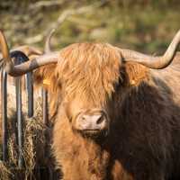 The hairy Highland Cow | Visit Scotland