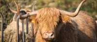 The hairy Highland Cow | Visit Scotland