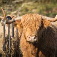 The hairy Highland Cow | Visit Scotland