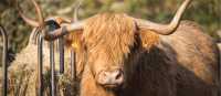 The hairy Highland Cow | Visit Scotland