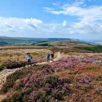 August heather on the North Yorks Moors | Jon Milllen