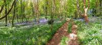 Bluebell woods on Guernsey | Nathalie Thompson